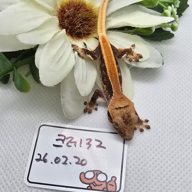 릴리화이트 솔리드백