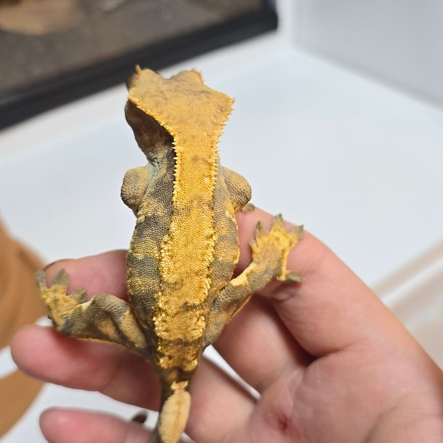 트라이 익스트림할리퀸