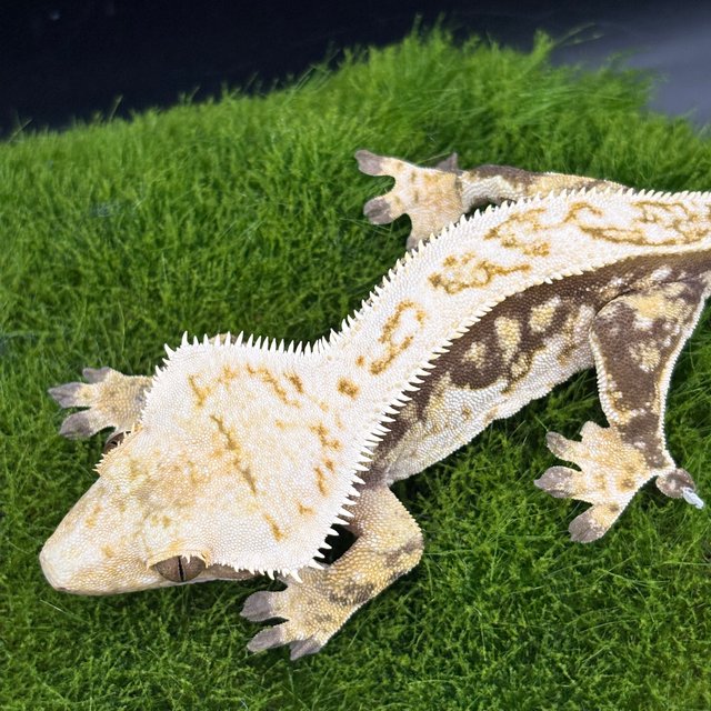 노멀 트라이 풀핀 쿼드