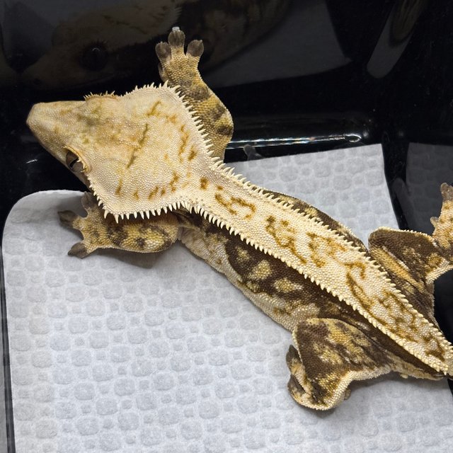 노멀 트라이 풀핀 쿼드