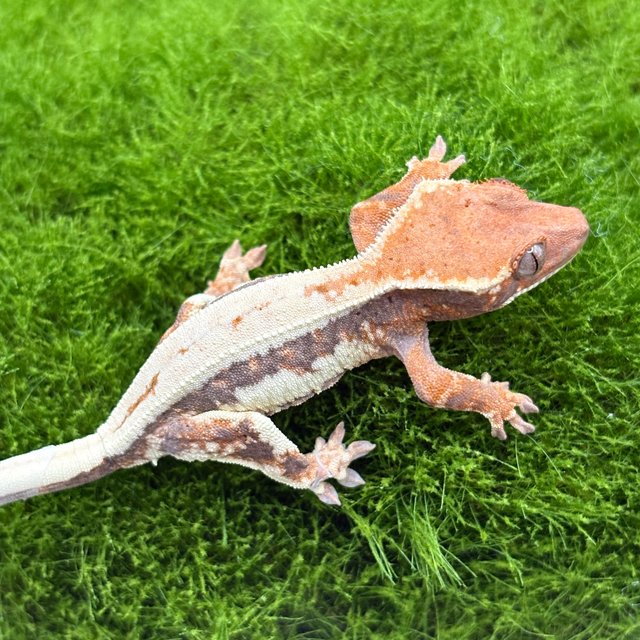 릴리 세이블 100%헷아잔틱