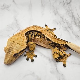 노멀 텐저린 트라이 할리퀸