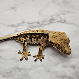 노멀 화이트핀 트라이 익스트림할리퀸