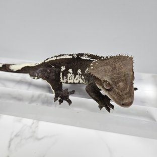 바라