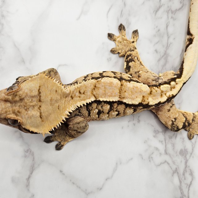 노멀 화이트스팟 트라이 익스트림할리퀸