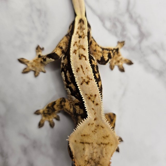 노멀 화이트핀 트라이 익스트림할리퀸