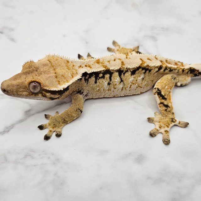 노멀 드리피 화이트스팟 옐로우 트라이 익스트림할리퀸