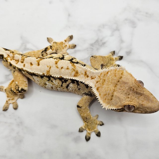 노멀 드리피 화이트스팟 옐로우 트라이 익스트림할리퀸