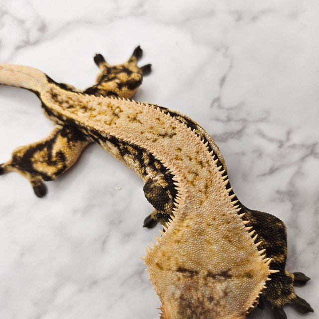 노멀 드리피 쿼드 풀핀