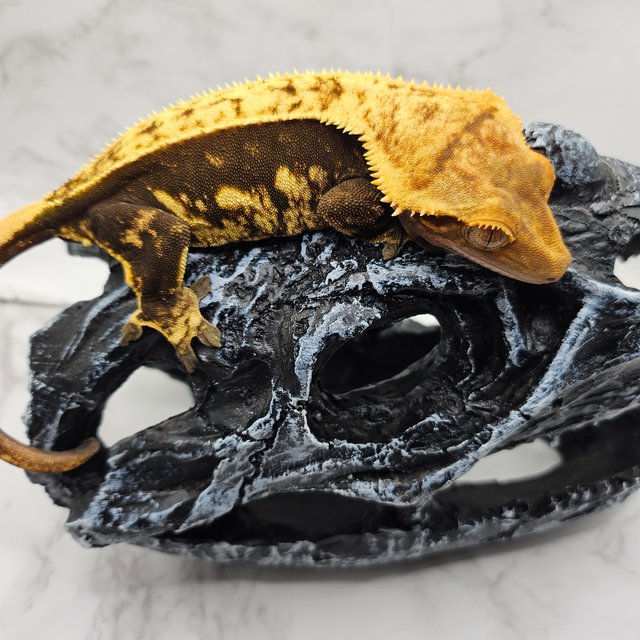 쿼드 다크 노멀