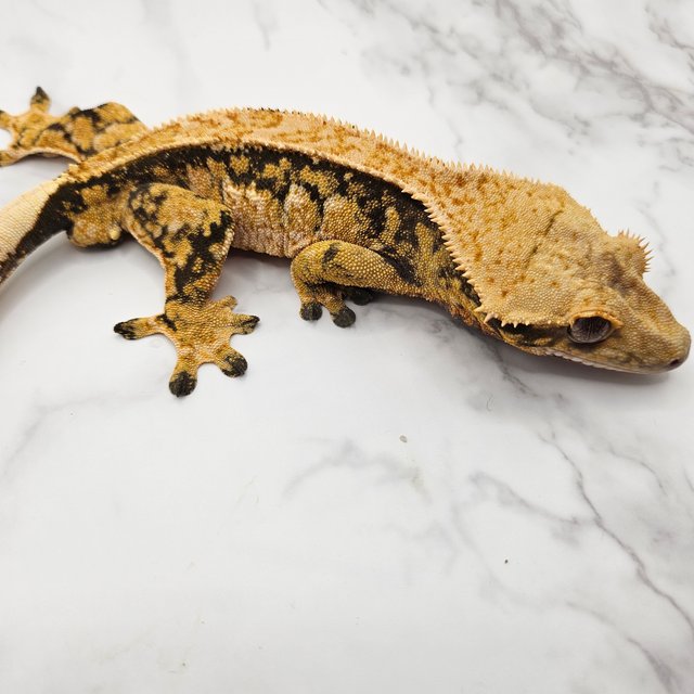 노멀 텐저린 트라이 할리퀸