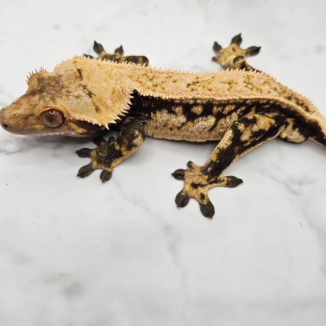 노멀 드리피 쿼드 풀핀