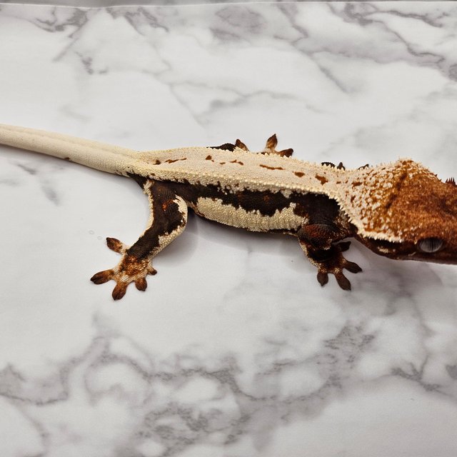 세이블 릴리100%헷아잔틱