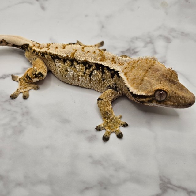 노멀 드리피 화이트스팟 옐로우 트라이 익스트림할리퀸