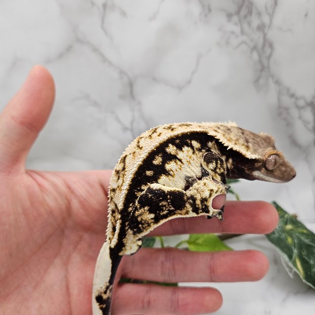 노멀 블랙 화이트 쿼드 트라이 익스트림할리퀸