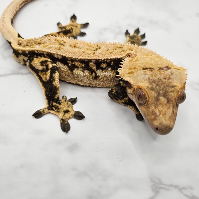 노멀 드리피 쿼드 풀핀