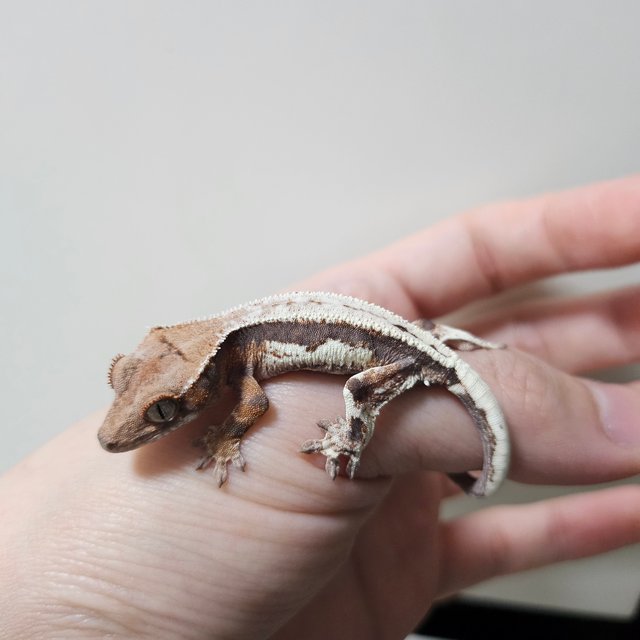 100%헷아잔틱 릴리 세이블