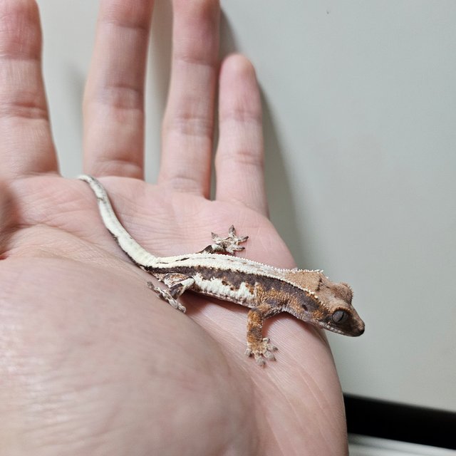 100%헷아잔틱 릴리 세이블