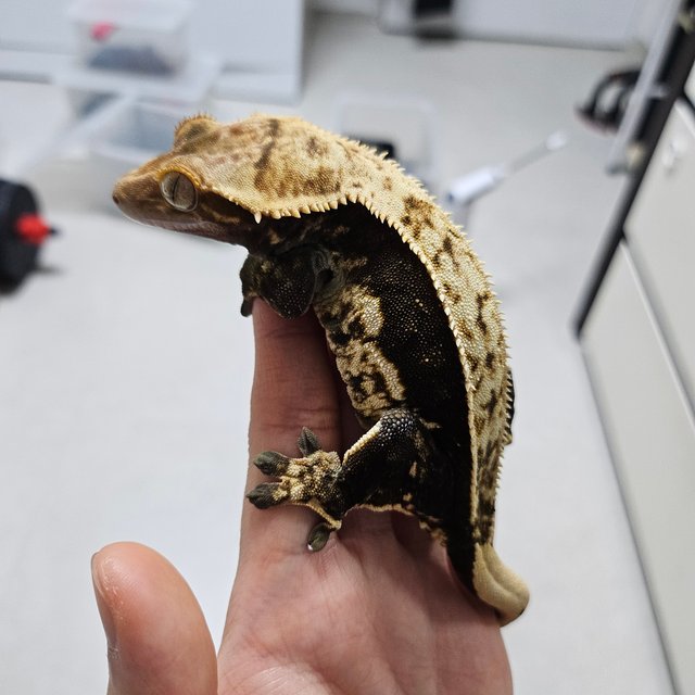 쿼드 다크 노멀