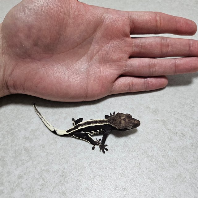 풀핀 할리퀸 아잔틱