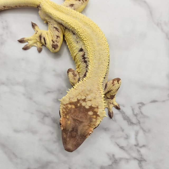 풀핀 릴리 세이블