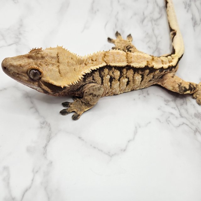 노멀 화이트스팟 트라이 익스트림할리퀸