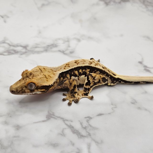 노멀 화이트핀 트라이 익스트림할리퀸