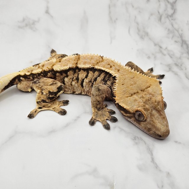 노멀 화이트스팟 트라이 익스트림할리퀸