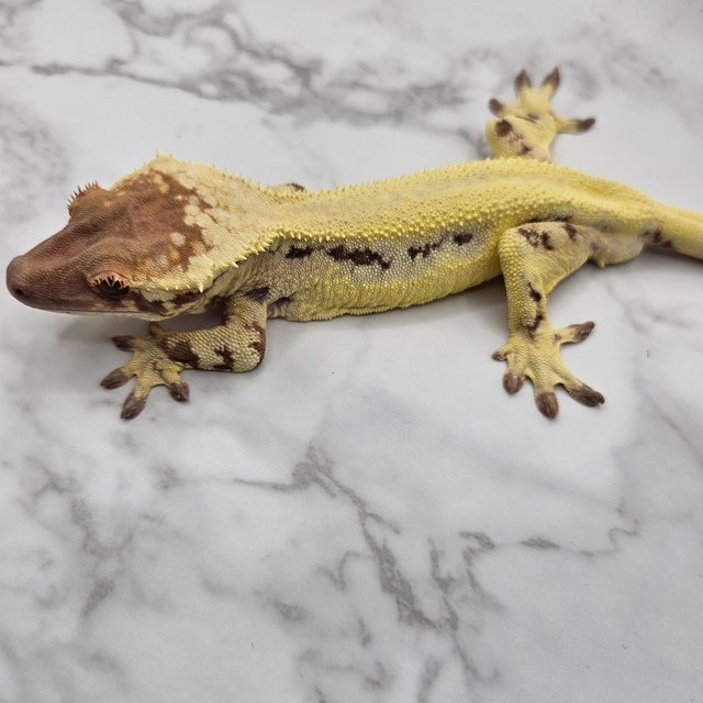 풀핀 릴리 세이블