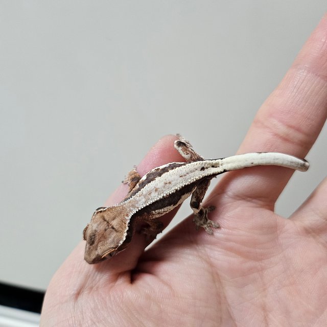 100%헷아잔틱 릴리 세이블