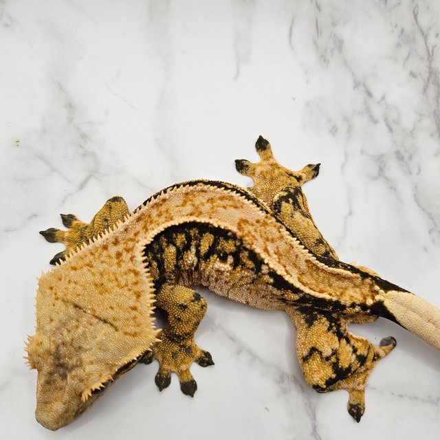 노멀 텐저린 트라이 할리퀸