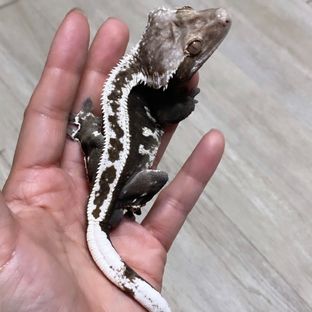 아잔틱