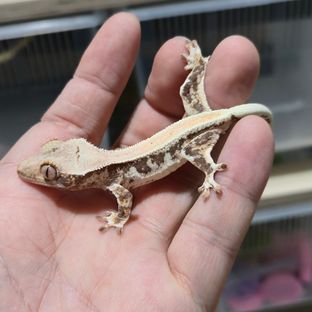 별내