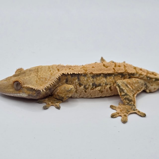 노멀 트라이 쿼드