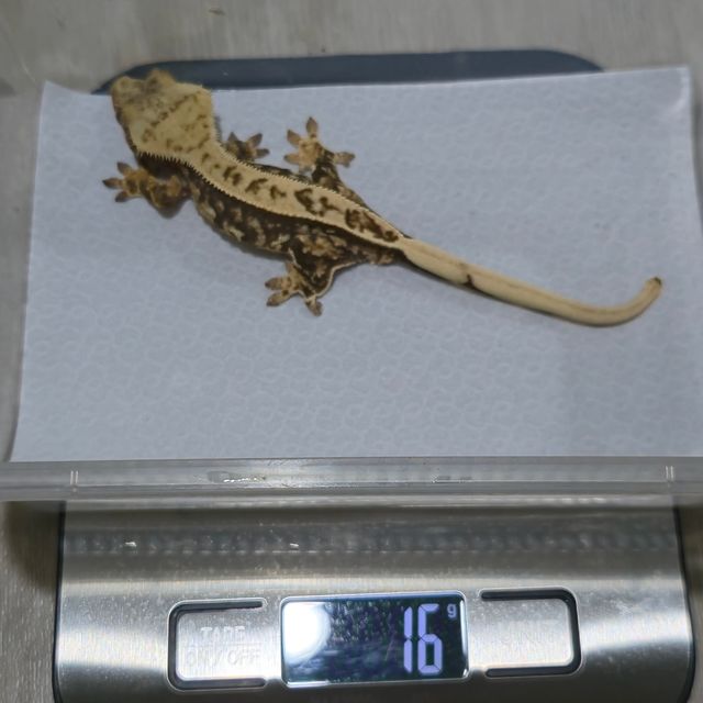 100%헷아잔틱