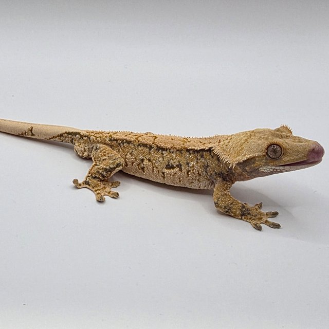 노멀 트라이 쿼드