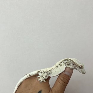 노멀 드리피 화이트스팟