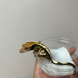 카푸치노 트라이