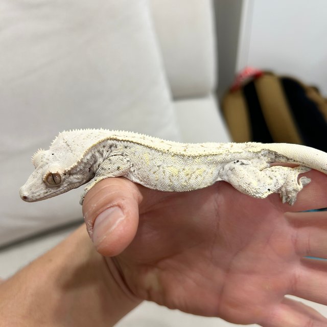 노멀 드리피 쿼드 화이트스팟 화이트포트홀