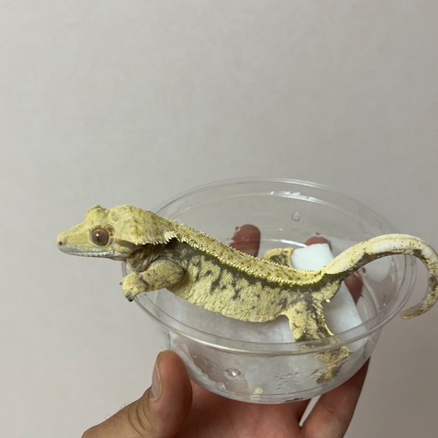 노멀 풀핀 트라이