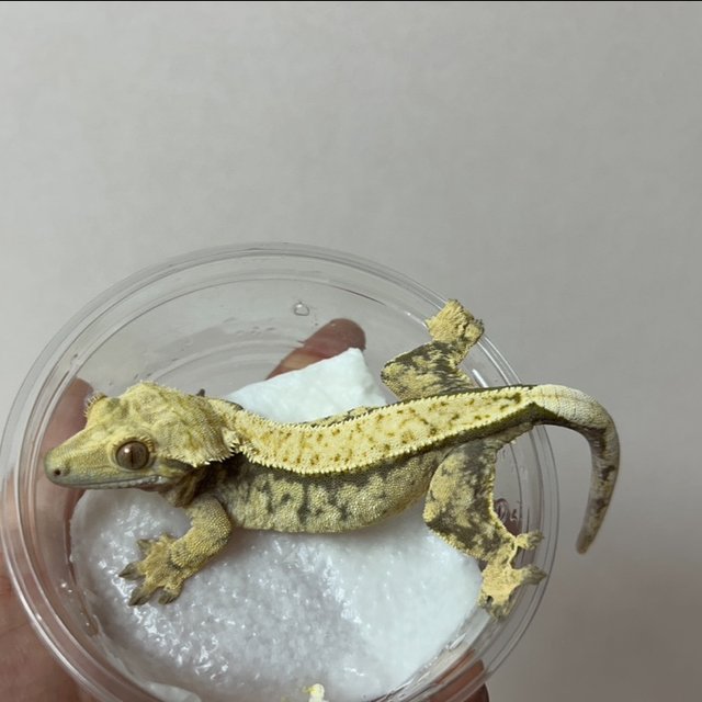 노멀 풀핀 트라이