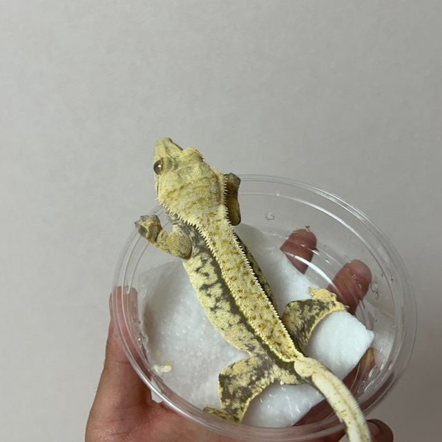 노멀 풀핀 트라이