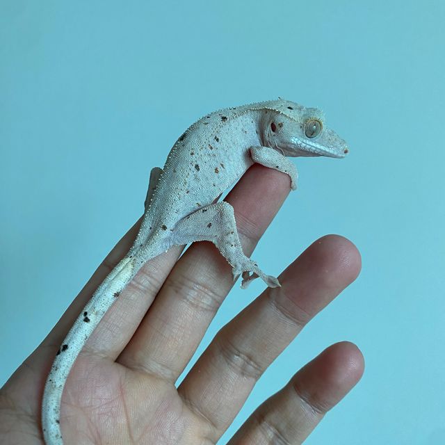 노멀 달마시안