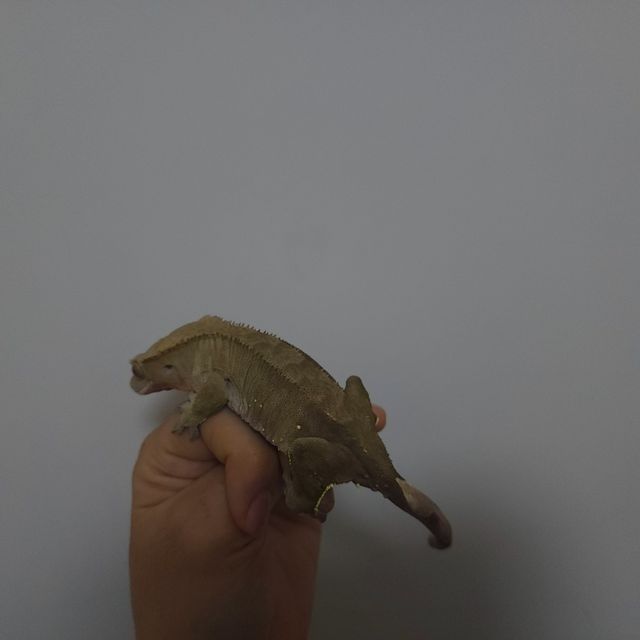 벅스킨 다크