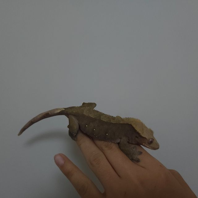 벅스킨 다크