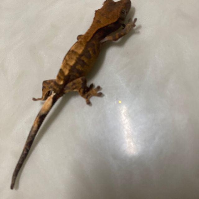 카푸치노 익스트림할리퀸 타이거