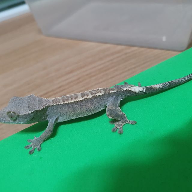 카푸치노