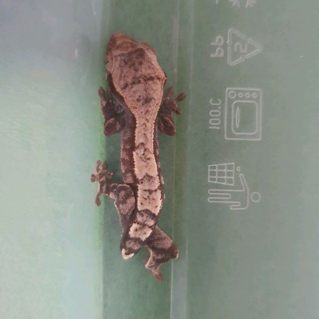 카푸치노
