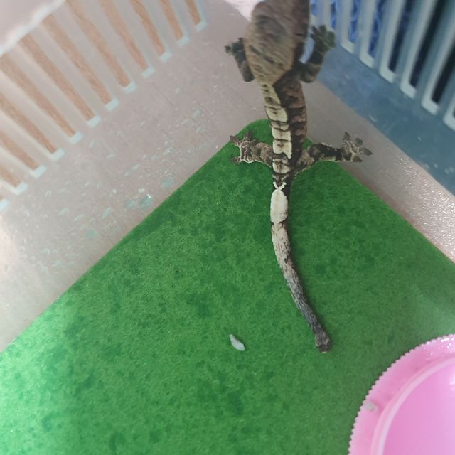 카푸치노