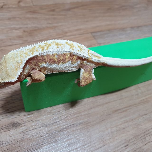 릴리화이트